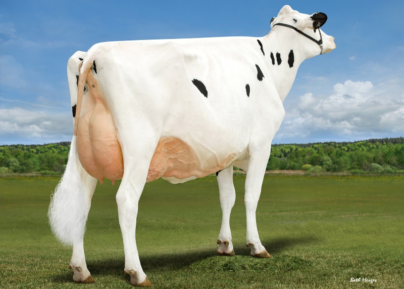 DAM: MARTIANN A2P2 ROYAL 1008 VG-89-3YR