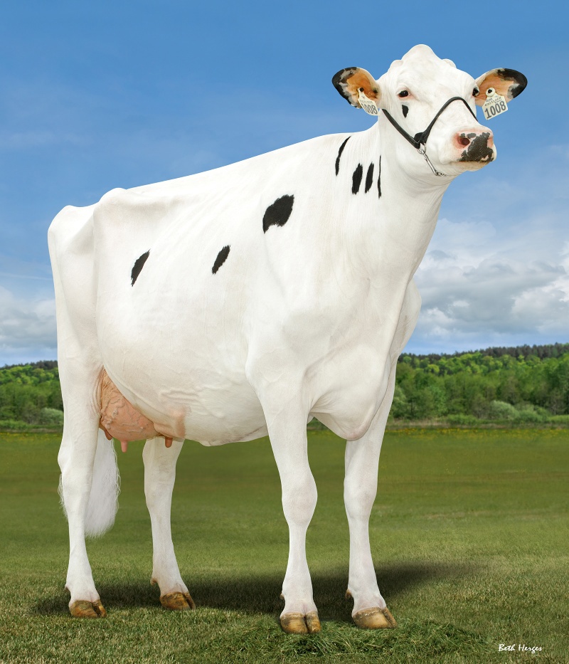 DAM: MARTIANN A2P2 ROYAL 1008 VG-89-3YR
