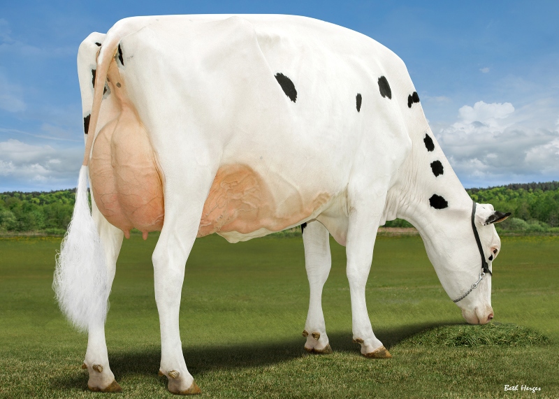 DAM: MARTIANN A2P2 ROYAL 1008 VG-89-3YR