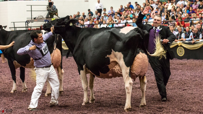 2nd DAM: BONACCEUIL MAYA GOLDWYN EX-95-3E 19*