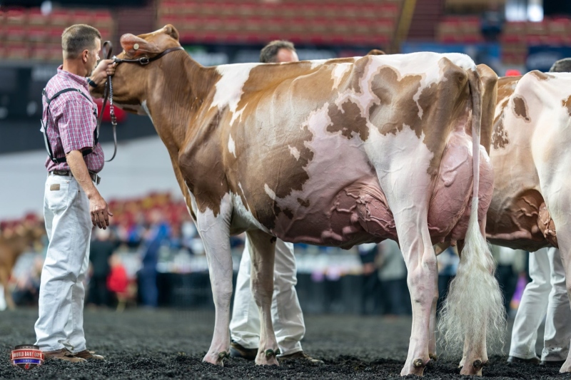 MILKSOURCE TANTRUM-RED EX-94