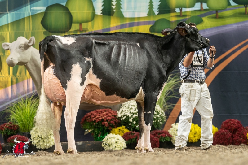 MOSNANG AVENGER LIPPY VG-89-3YR-