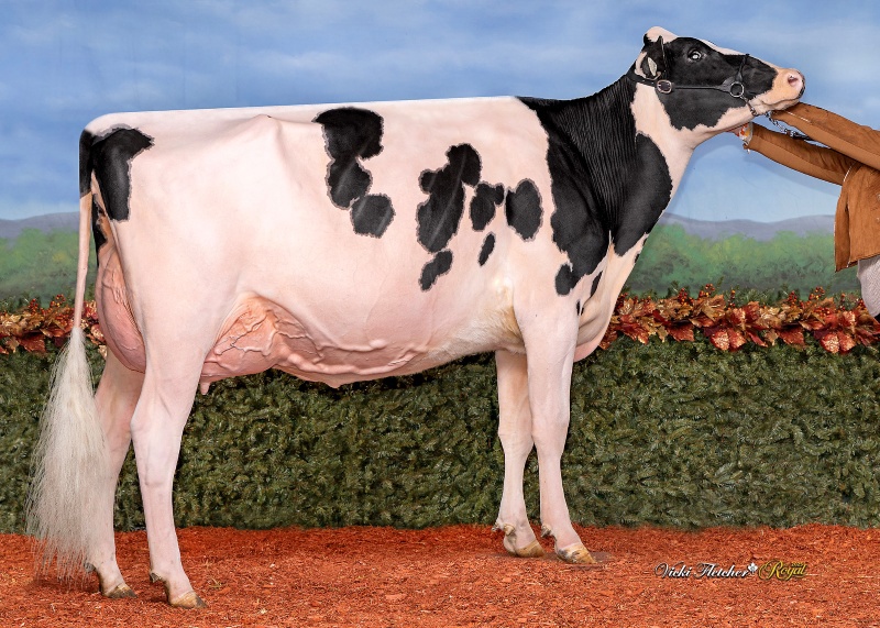 MOSNANG DRIVEN TO SUCEED VG-87-2YR