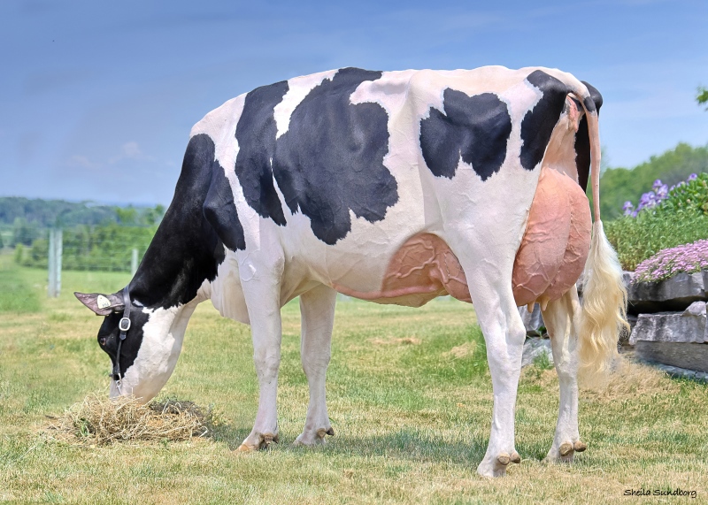 DAM: MYSTIQUE DESTINY ALPHA EX-91-4YR