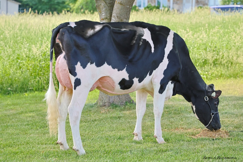 DAM: MYSTIQUE RANGER ALEZAN VG-88-3YR