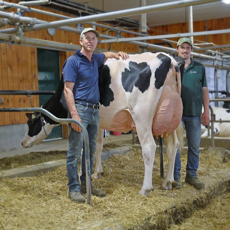 DAM: MYSTIQUE DESTINY ALPHA EX-91-4YR