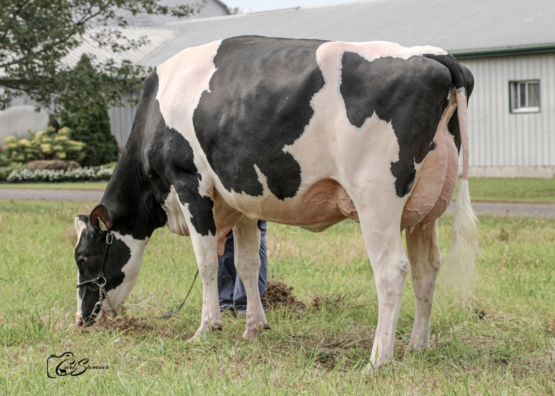 2nd DAM: MYSTIQUE LAMBDA ANIS EX-93-2E 7*