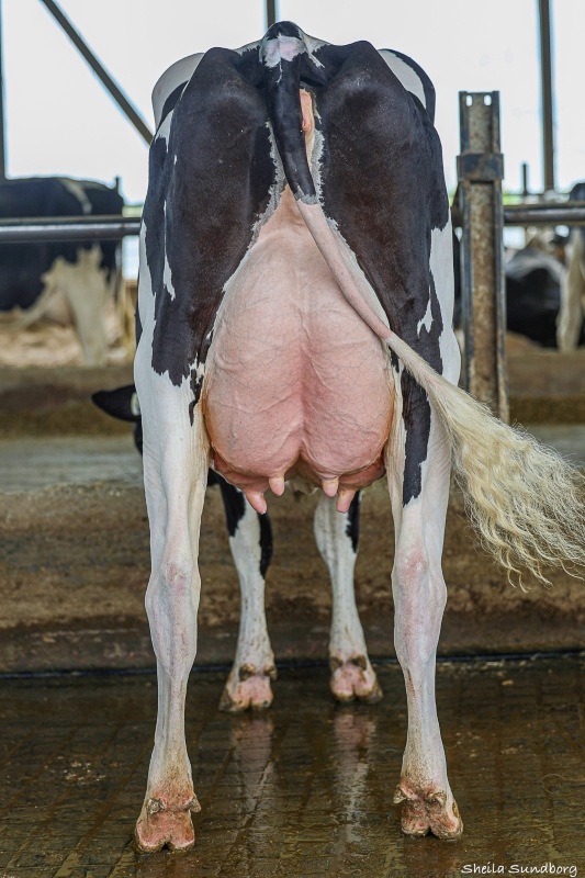 OCONNORS LOGIC EVERLY-P VG86-2YR