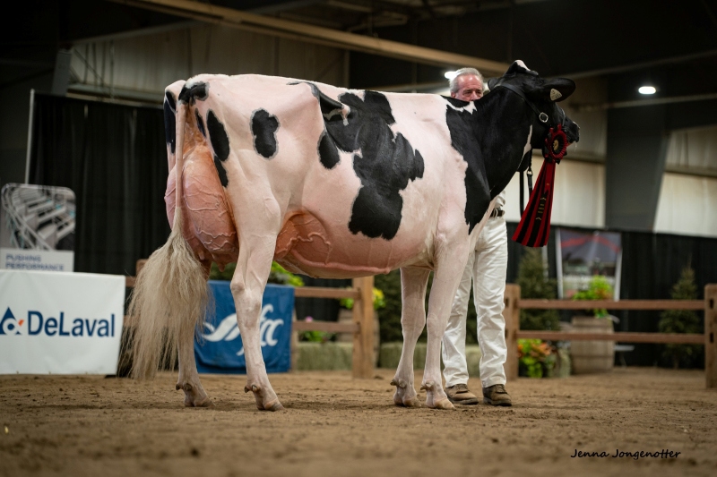 OLORTINE AVENGER DESIGN VG-89-2YR