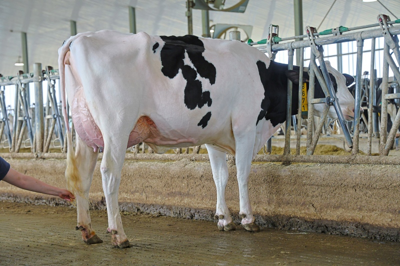 PROVETAZ LAMBDA WALICE VG-2YR