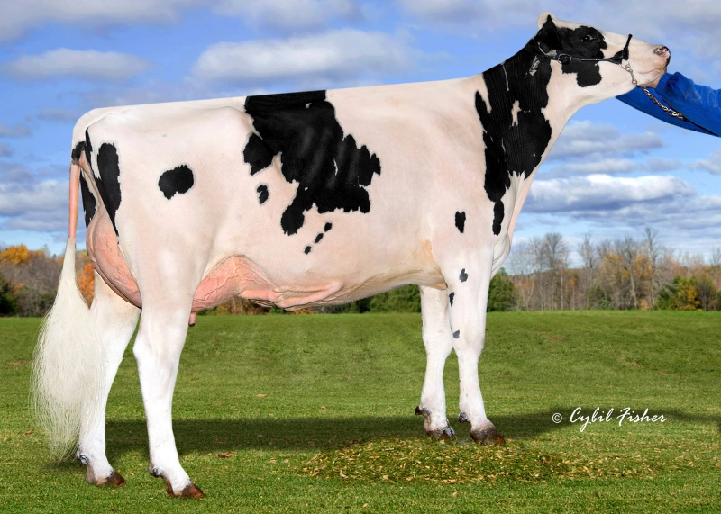 3rd DAM: QUIET-BROOK-D LACTATE EX-92-2E