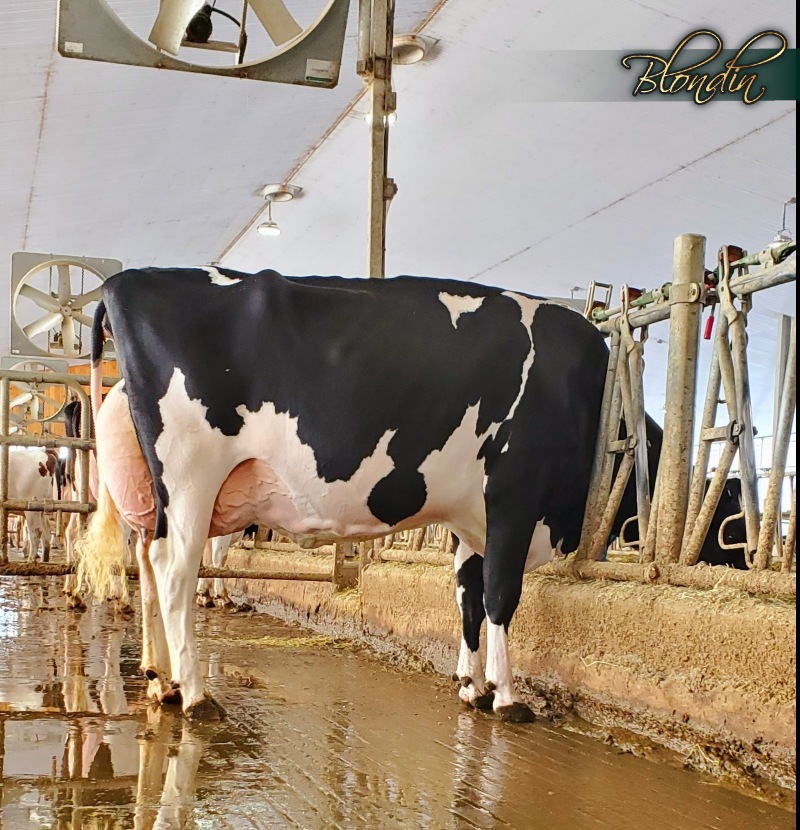DAM: KAROLSTEIN RASPBERRY AVALANCHE EX-93 4*