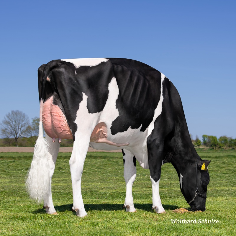 RS CLAIRE VG-87-2YR