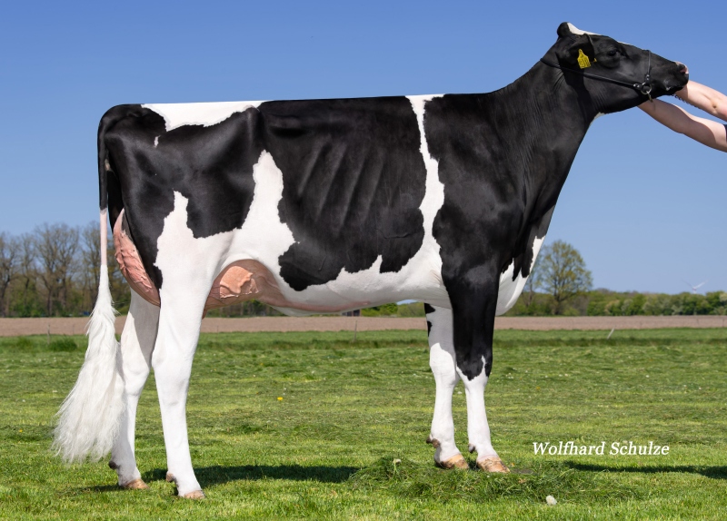 RS CLAIRE VG-87-2YR