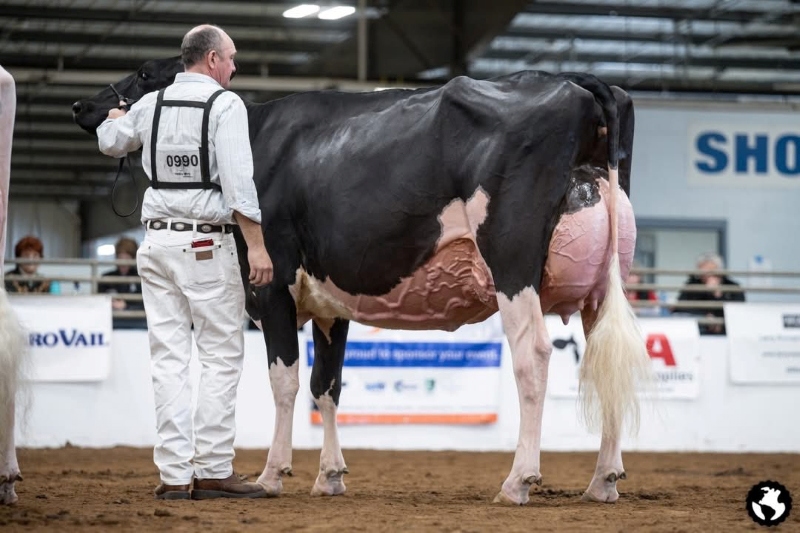 RAYPIEN ALPHA MILLY VG-89-2YR