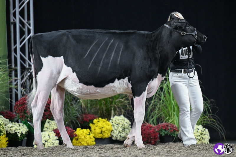 RIDGEDALE-W MAX OVERDRIVE