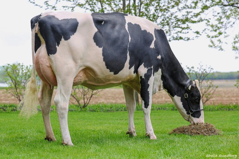 RIGO SALUTE ALANA VG-86-2YR