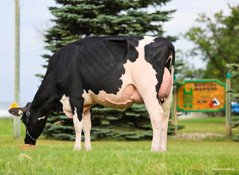 ROSWITHA MAJOR HENNESY VG-86-1YR