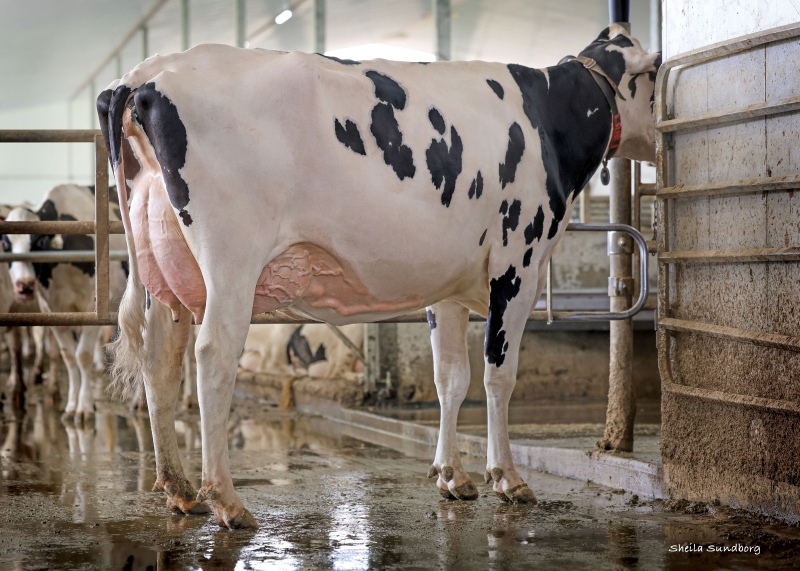 DAM: SILVERCAP AUGUST SALLY-P VG-87-3YR