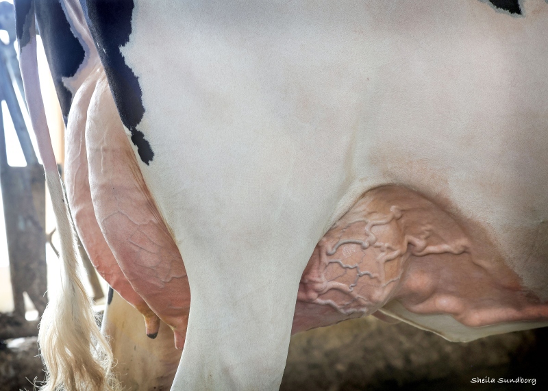 DAM: SILVERCAP AUGUST SALLY-P VG-87-3YR