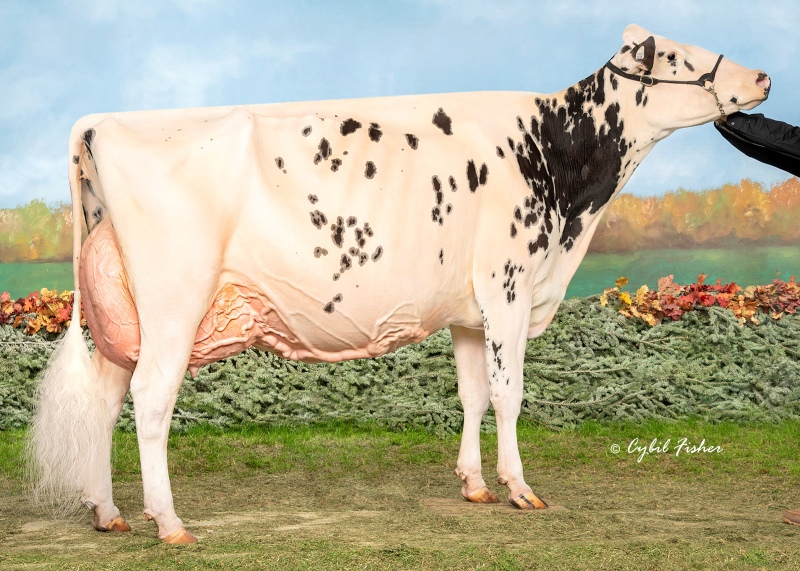 3rd DAM: ERBACRES SNAPPLE SHAKIRA EX-97-4E 8*