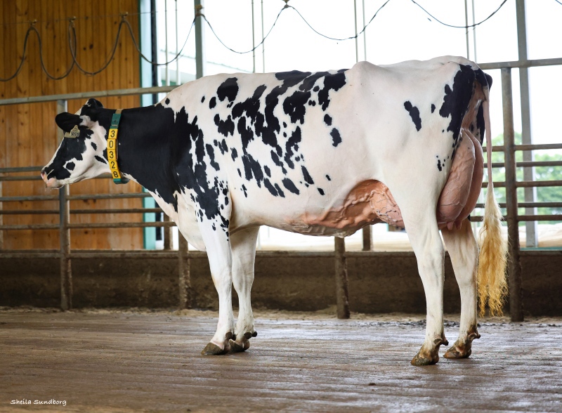 DAM: SILVER-ELITE PRFCT 30328 VG-89-3YR