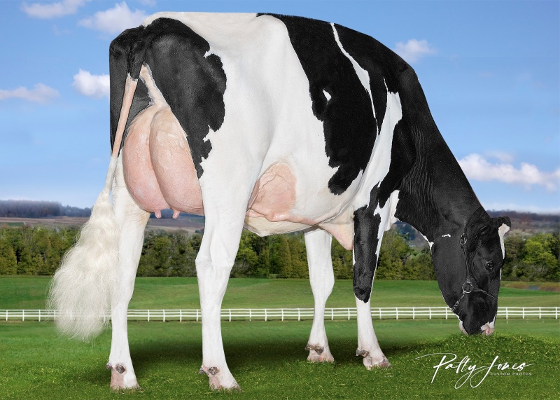 DAM: STANTONS APPLICABLE AMUSE VG-87-2YR 6*