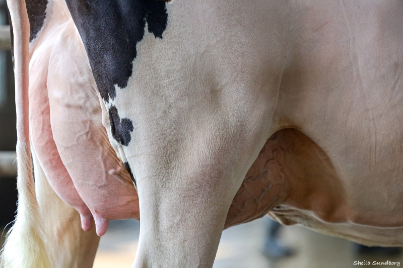 STANTONS LOGIC SANDY-P VG86-2YR