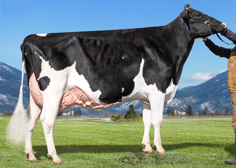 2nd DAM: TAPPENVALE MISS UNIVERSE EX-92-2E 3*