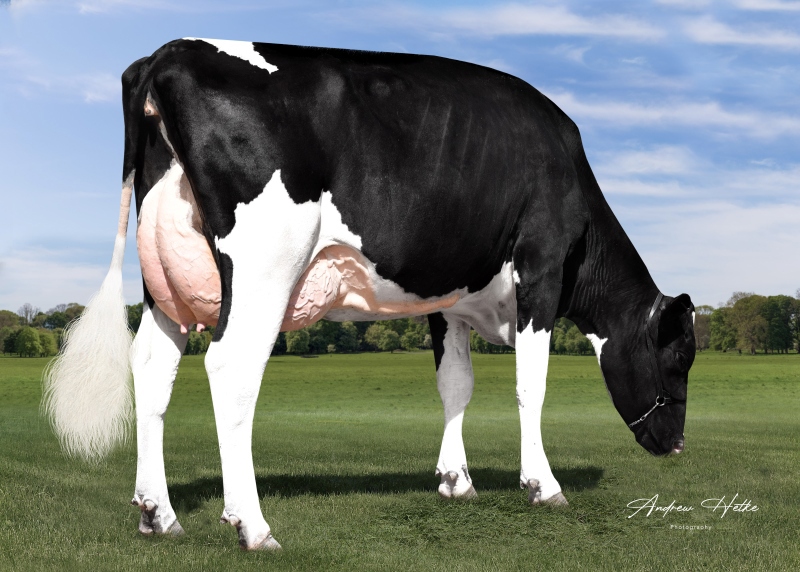 2nd DAM: TERRA-LINDA IMAX 428 VG-89
