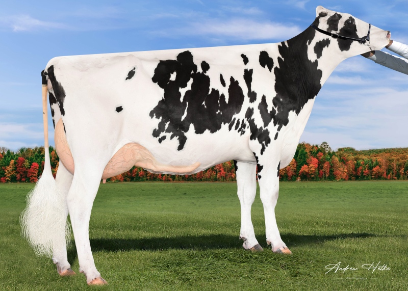 DAM: TERRA-LINDA EXCALIBUR MAY VG-88-2YR