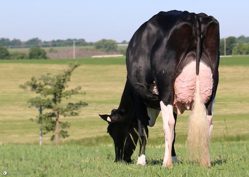 2nd DAM: UNIQUE DEMPSEY CHEERS EX-95 5*