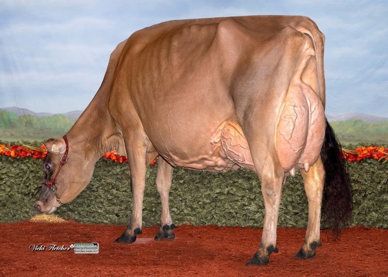 DAM: UNIQUE MAGISTRATE GOLD EX-94-4YR