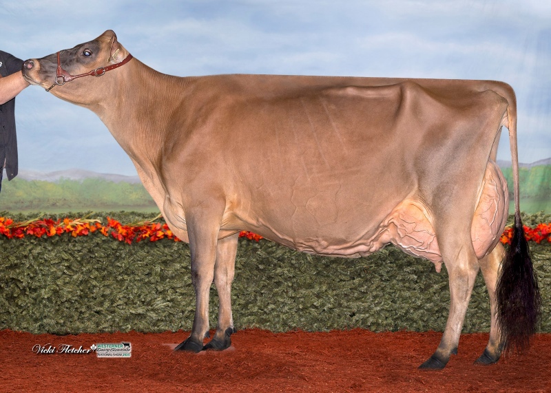 DAM: UNIQUE MAGISTRATE GOLD EX-94-4YR