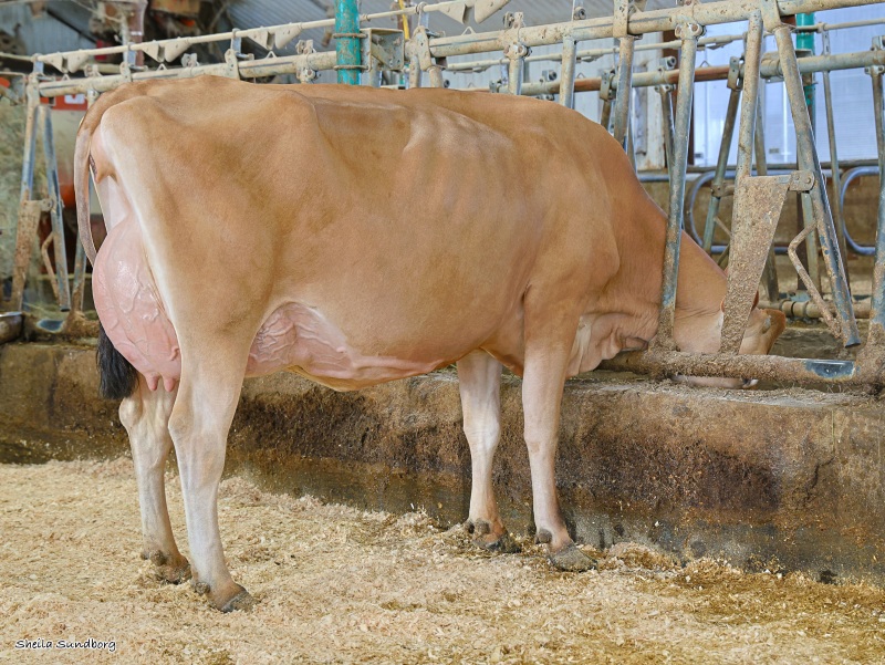 VERJATIN BOOMERANG LINDY VG-86-2YR