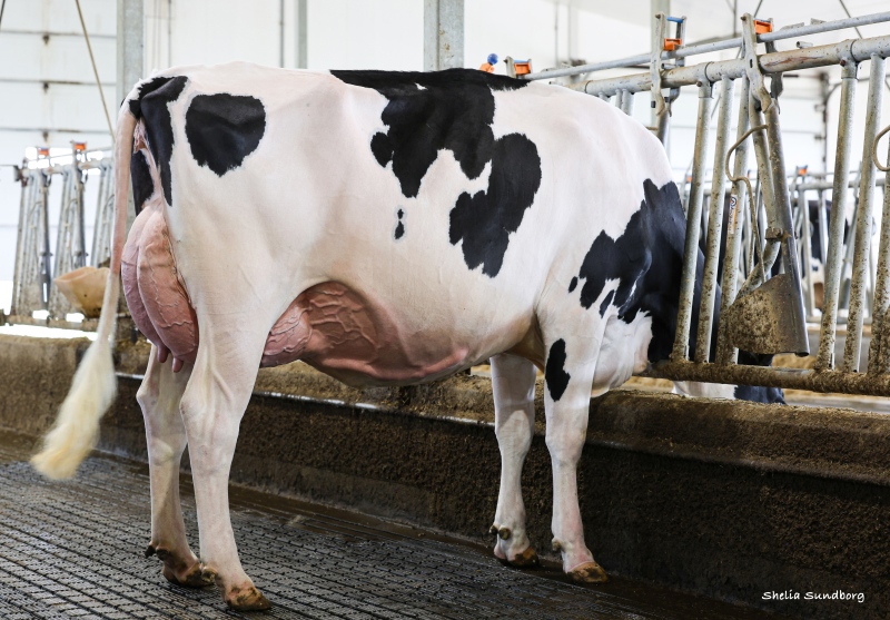 VERTDOR DESTINATION MALIBU VG-87-2YR