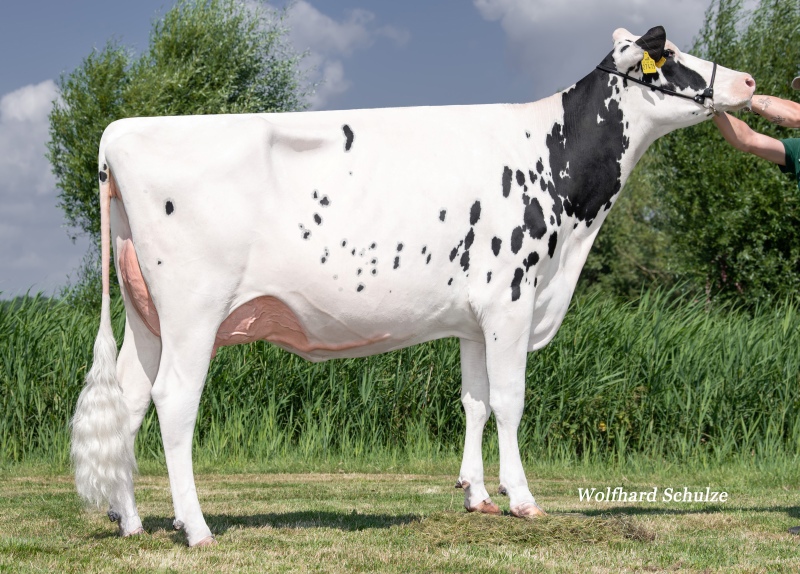VIG BLONDIE VG-86-2YR
