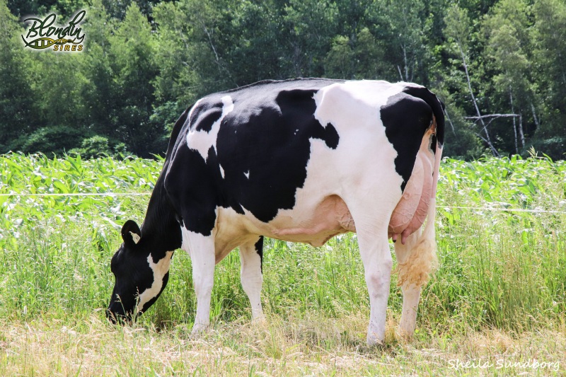 DAM: VOGUE CHIEF MOONLIGHT VG-88-3YR 4* 