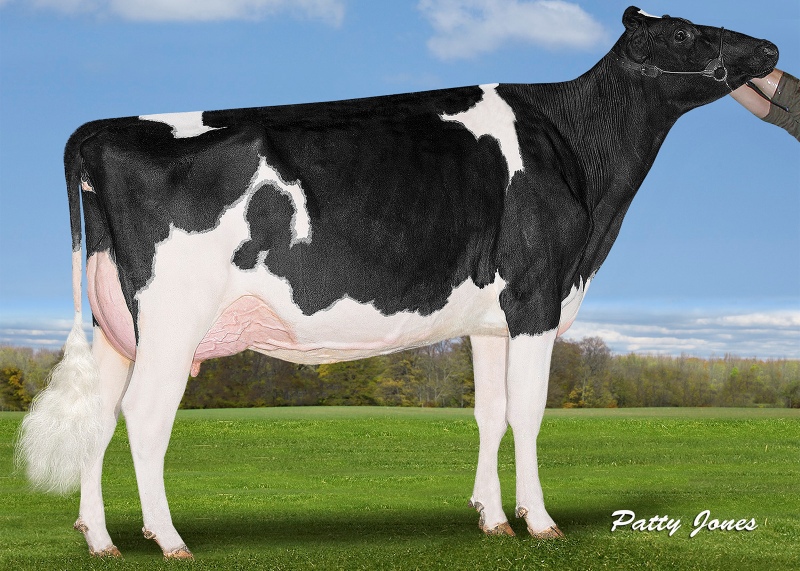 2nd DAM: VOGUE KINGBOY MOONSTRUCK VG-87-2YR
