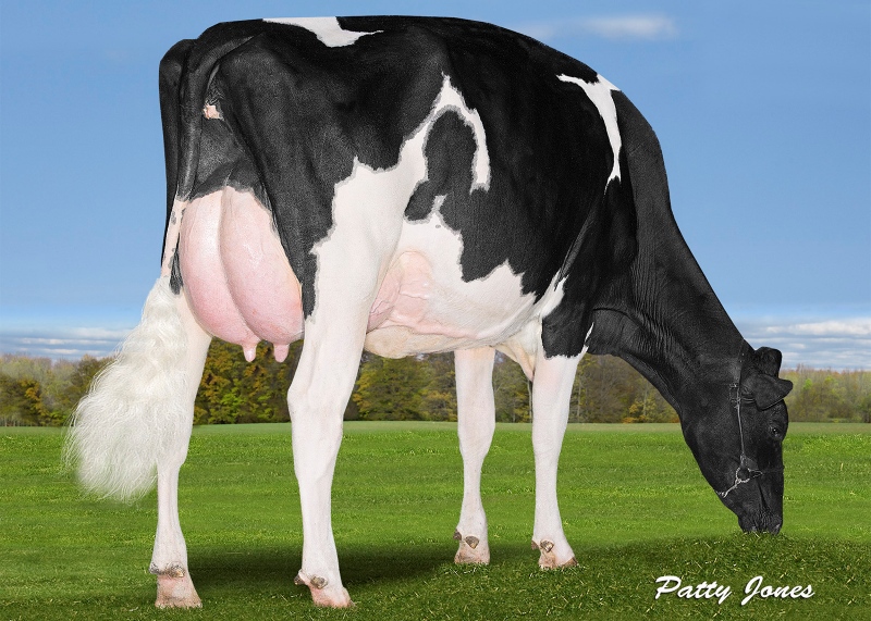 4th DAM: VOGUE KINGBOY MOONSTRUCK VG-87-2YR