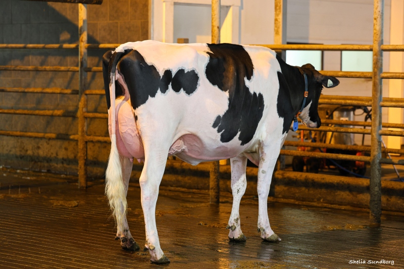 WEDGWOOD DYNASTY PANIA VG-88-2YR