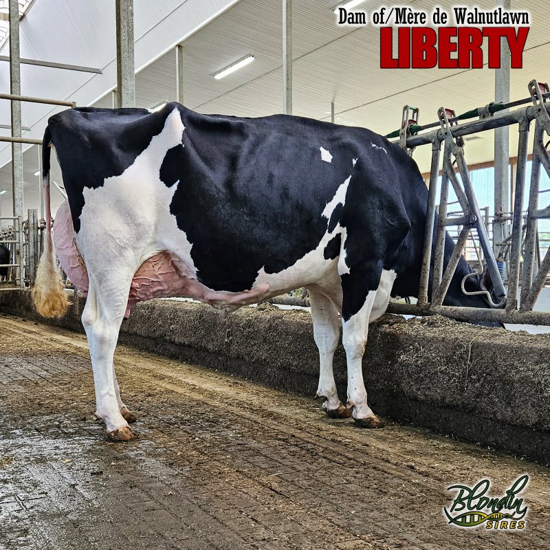 DAM: WALNUTLAWN SIDEKICK LUCILLE EX-91-2E 1*