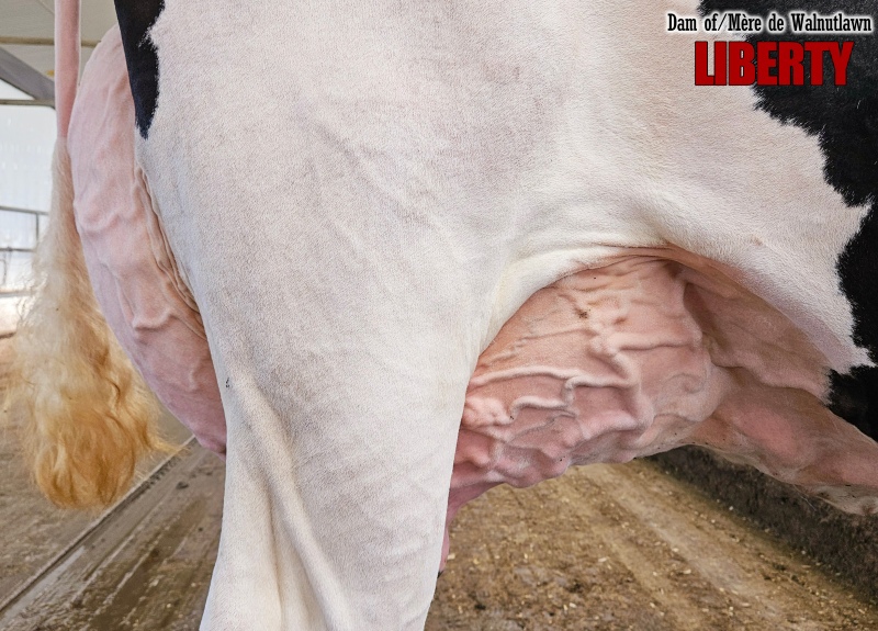 DAM: WALNUTLAWN SIDEKICK LUCILLE EX-91-2E 1*