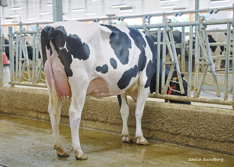 DAM: CLAYNOOK ZELIE GAMEDAY VG-88-3YR