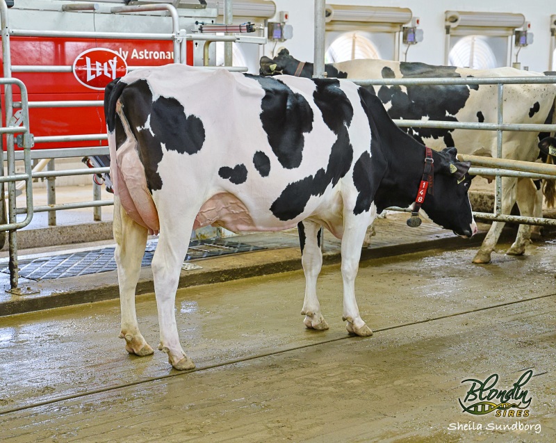 DAM: CLAYNOOK ZELIE GAMEDAY VG-88-3YR
