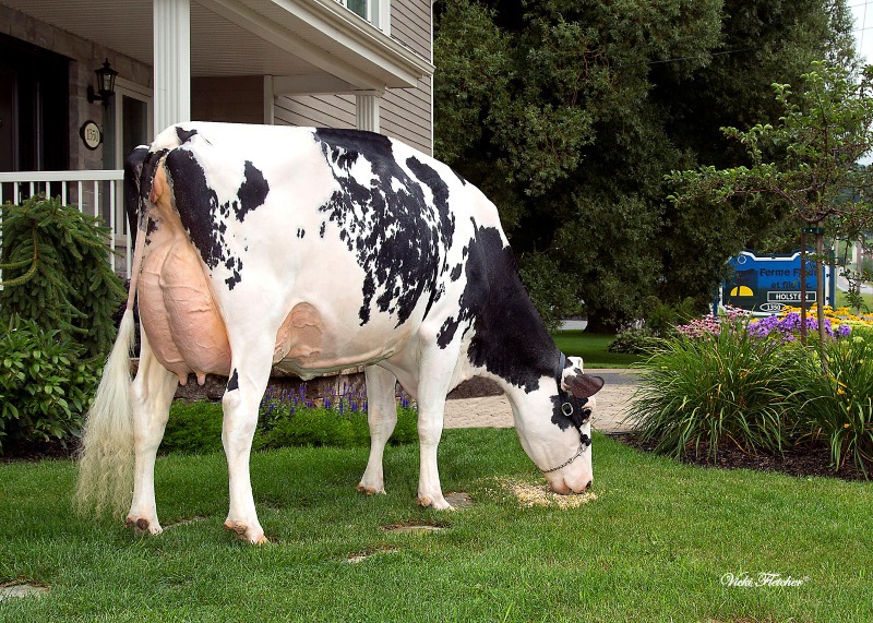 2nd DAM: SILVERRIDGE DOORMAN ENSURE VG-87 18*