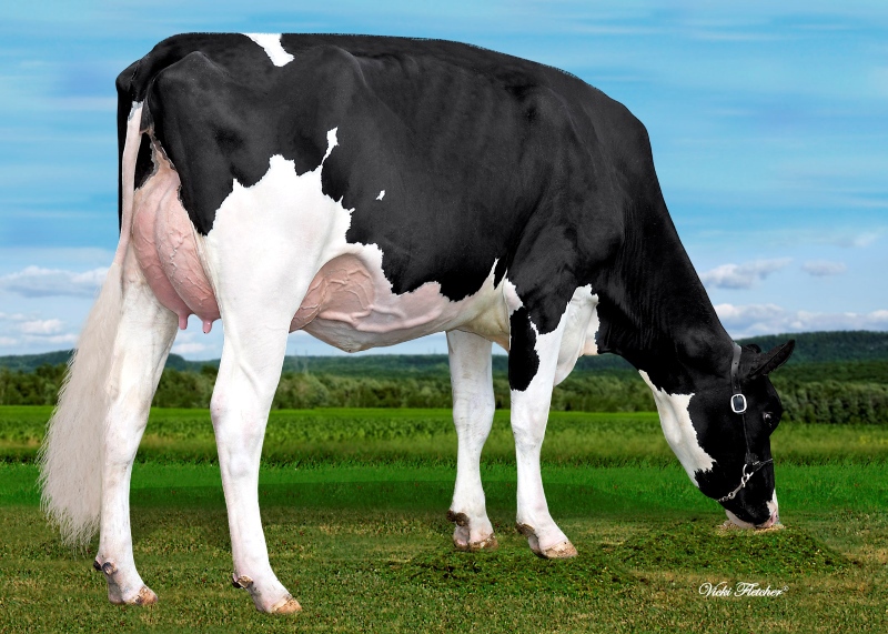 DAM: BLONDIN UNSTOPABULL CHEETOS EX-6YR 2*