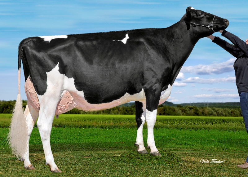 GOULDHAVEN SOLOMON ELLEN VG-86-2YR