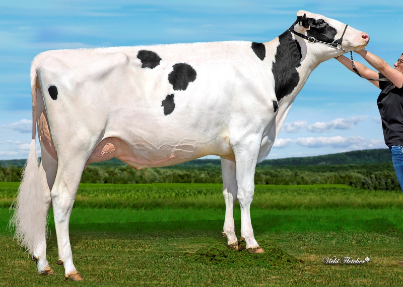 DAM: MS BLONDIN CRUSHABULL DEENA VG-86-2YR