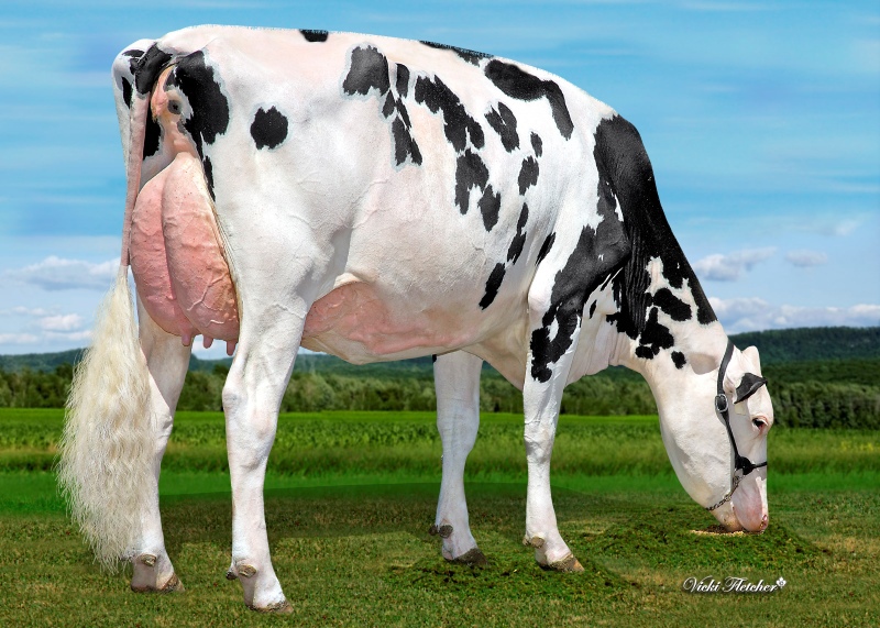 DAM: KCCK ARTIST ANA EX-92-4YR